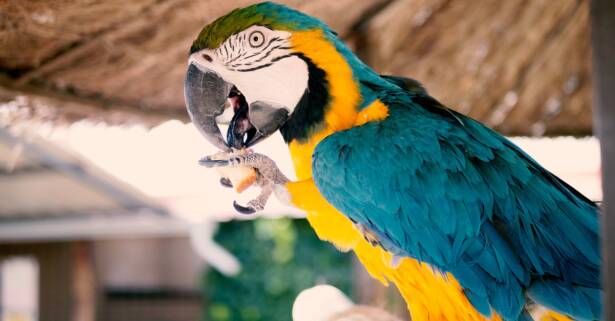 Valladolid Entrada al zoológico ""La era de las aves""