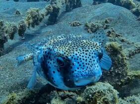 Tenerife Descubre la fauna marina en una excursión de snorkel con equipo y fotografías para 2