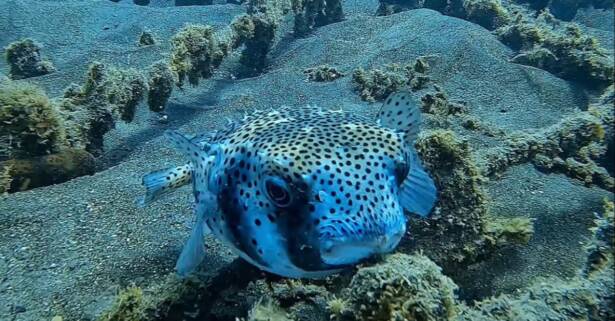 Tenerife Descubre la fauna marina en una excursión de snorkel con equipo y fotografías para 2