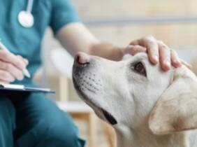 Madrid Esterilización de un gato o gata