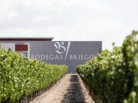 Valladolid Visita guiada a la bodega y cata de vino en Bodegas Briego