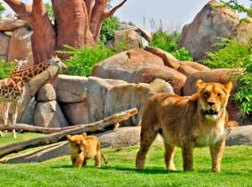 National Deal ¡Descubre la selva en Valencia! Entrada para adulto o niño en Bioparc