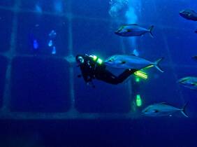 Tenerife Exploraciones submarinas garantizadas con instructores expertos