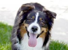 Asturias Limpiezas dentales de mascotas