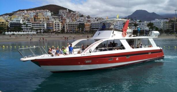 Tenerife Paseo en barco para avistamiento de cetáceos